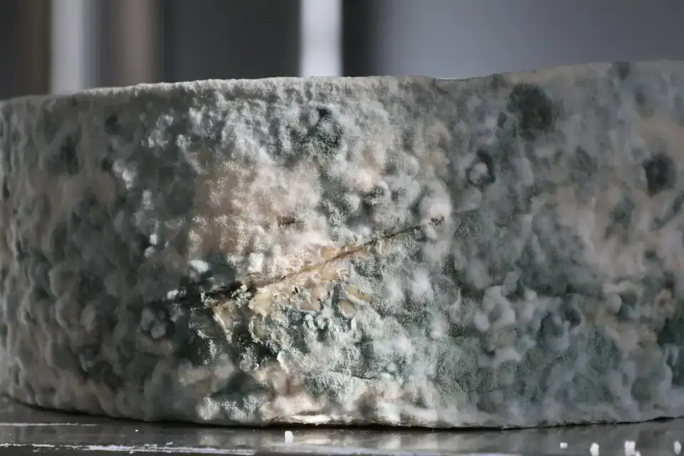 The Danger of Hidden Mold & Fungal Growth — Edison